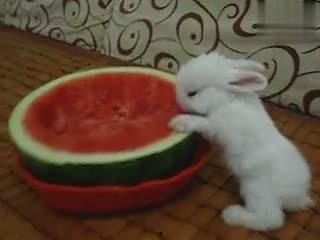 小兔吃瓜测评,瓜果飘香，甜蜜滋味大揭秘！